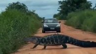 Vídeo: jacaré de 4 metros aparece em estrada no Tocantins
