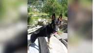 Cães heróis: os bastidores do trabalho dos bombeiros caninos