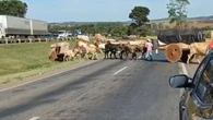 Carros de boi cruzam a BR-153 rumo à Romaria do Divino Pai Eterno