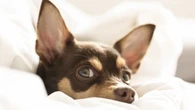 Cão dorme no seu travesseiro? Ciência explica