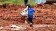 Em 2023, Brasil resgasta 345 crianças de de trabalho infantil