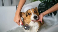 Higiene canina: como saber se o pet precisa de banho