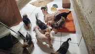 Polícia resgata 80 cães de maus-tratos em criadouro clandestino