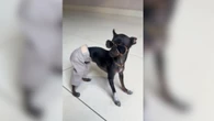 Pinscher viraliza com look ousado: "Agostinho Carrara"