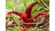 “Dedos do diabo” existem e aparência assusta; veja fotos