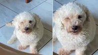 Poodle aparece com olho fechado imitando tutora com conjuntivite
