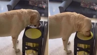 Cachorro viraliza ao secar a boca após beber água