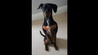 Seu cachorro senta ereto? Veja quando é sinal de alerta
