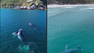 Baleias-jubarte são flagradas em Arraial do Cabo