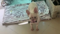 Cachorro testa coração da dona ao fugir com faca na boca