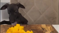 Cão dá notas para frutas favoritas e web reage: "Fofo"