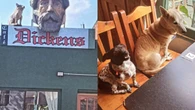 Conheça o Dickens, restaurante argentino que abriga cães de rua