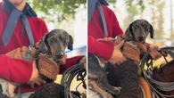 Salsichinha se recusa a descer de cavalo em rodeio