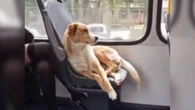 Cachorro caramelo é flagrado curtindo viagem de ônibus
