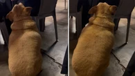 Cachorro gordinho pede comida de mesa em mesa em lanchonete