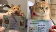 Hong Kong adota carteira de identidade para animais de estimação