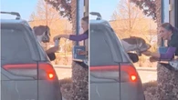Cão "abocanha" potinho de chantilly em drive-thru e viraliza