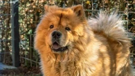 Chow Chow é perigoso? Saiba tudo sobre a raça