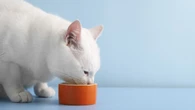 Veterinários alertam: leite faz mal para gatos adultos