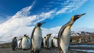 Colônias de pinguins-imperadores perdem todos os filhotes