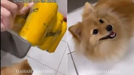 Cão cria tática para furtar engradado de refrigerante de tutora