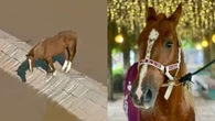 Cavalo Caramelo vira influencer após tragédia no RS