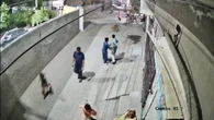 Donos de leão que fugiu e atacou pessoas na rua são presos