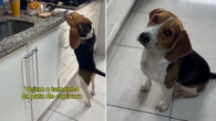Cachorro beagle tenta "roubar" pão da pia e é flagrado pelo tutor