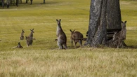 Austrália tem mais cangurus do que pessoas; manejo é necessário