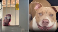 Cão é flagrado tentando pegar carne que descongelava na janela