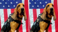 Cão policial morre após ser esquecido em viatura nos EUA