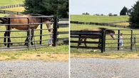 Cavalo se emociona ao ver garota pular a cerca para acariciá-lo