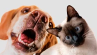 Dia dos Animais é marcado por adoções e ritos religiosos