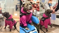Cadela que parece pitbull vira terapeuta em hospital de SC