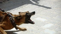 Mês do cachorro louco reforça cuidado contra a raiva