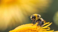 Microplásticos ameaçam abelhas e polinização, apontam estudos