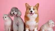 Outubro Rosa Pet: prevenção e diagnóstico precoce salvam vidas