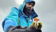 Brasileiros descobrem quatro espécies de cogumelos na Antártica