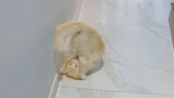 Gato mostra habilidade ao fazer cambalhota após comando do tutor