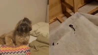 Mistério fedorento: shih tzu faz cocô em lugar improvável