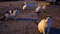 Cristo Redentor recebe projeção no Dia Mundial dos Animais de Rua