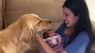 Golden conhece bebê recém-nascida e cena emociona web