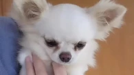Cães da raça chihuahua eram
maltratados em residência nos EUA