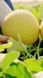Bayer apresenta novas soluções de manejo e cultivares na 30ª Hortitec