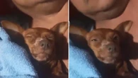 Momento de fé: cadela surpreende ao "fechar os olhos" para orar