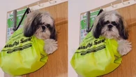 Inovou? Dona mostra como limpar a casa sem o cachorro atrapalhar