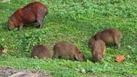 Capivara é morta com flechada na represa de Guarapiranga em SP