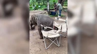 Filhote de elefante tenta sentar em cadeira e rende momento fofo