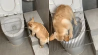 Cão educado viraliza por usar o banheiro para fazer xixi
