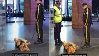 Cão farejador dorme em serviço e tenta disfarçar ao ver o chefe